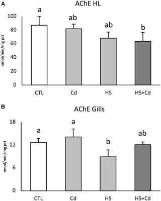 Interactive Immunomodulation in the Mediterranean Mussel Mytilus galloprovincialis Under Thermal Stress and Cadmium Exposure